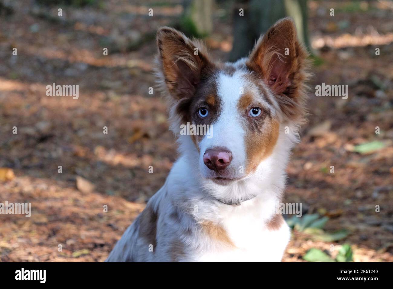 Un petit chiot de cinq mois, rouge merle border collie, dans la forêt. Banque D'Images