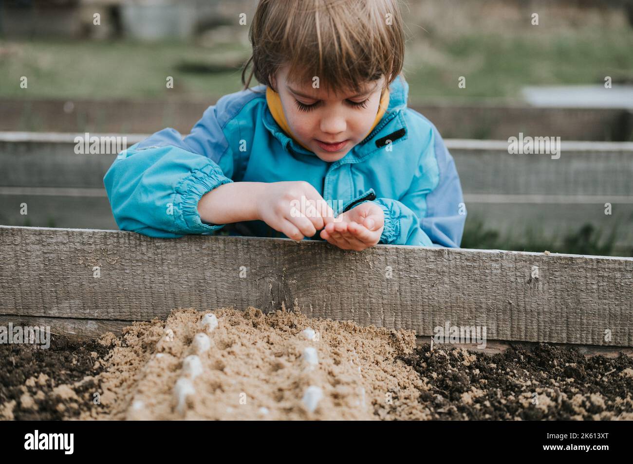 semis de printemps dans le jardin de ferme. un petit garçon de six ans agriculteur jardinier plante et sème des semences de légumes dans le sol dans le lit. jardinage et commencer Banque D'Images