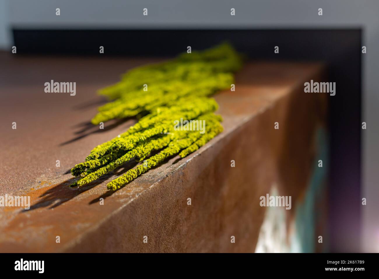 Photo sous-angle de mousse qui pousse sur un mur rugueux Banque D'Images