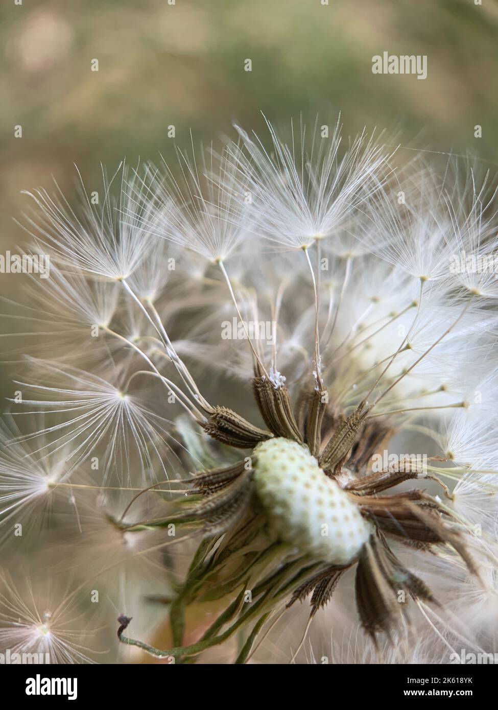 Un gros plan vertical d'un pissenlit commun, Taraxacum officinale Banque D'Images