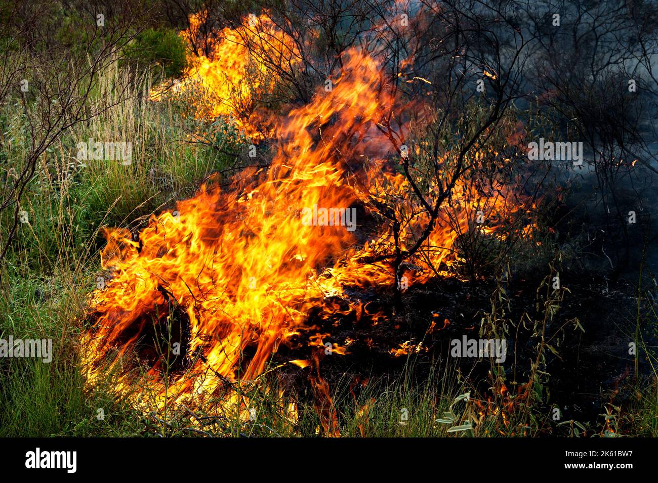 Gestion des feux de brousse dans l'Outback australien. Banque D'Images