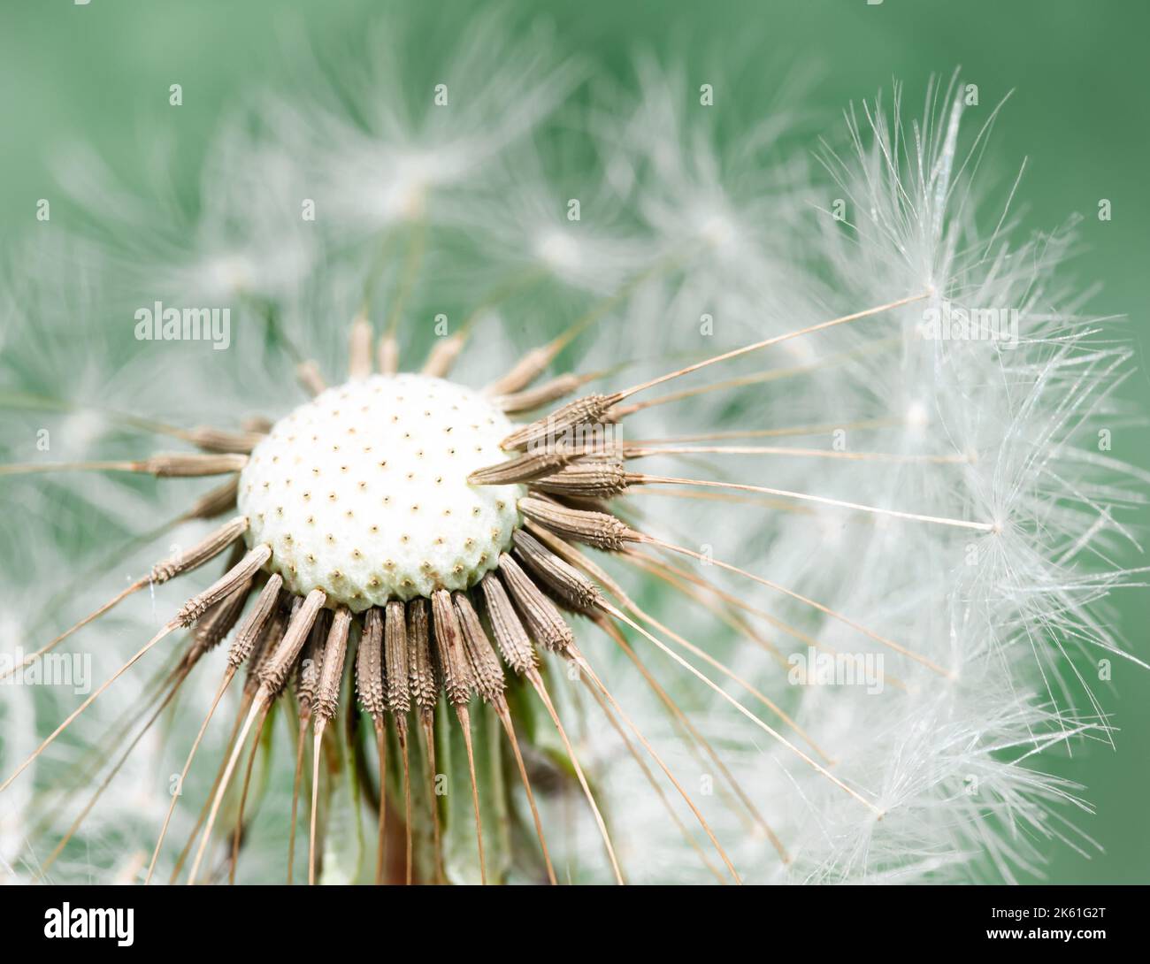 Gros plan d'un pissenlit qui est allé à la graine Banque D'Images