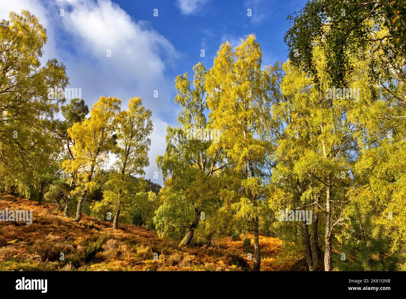 Loch an Eilein Aviemore feuilles jaunes sur des bouleaux Betula et des frondes orange saumâtres entourent le Loch lors d'une belle journée d'automne Banque D'Images