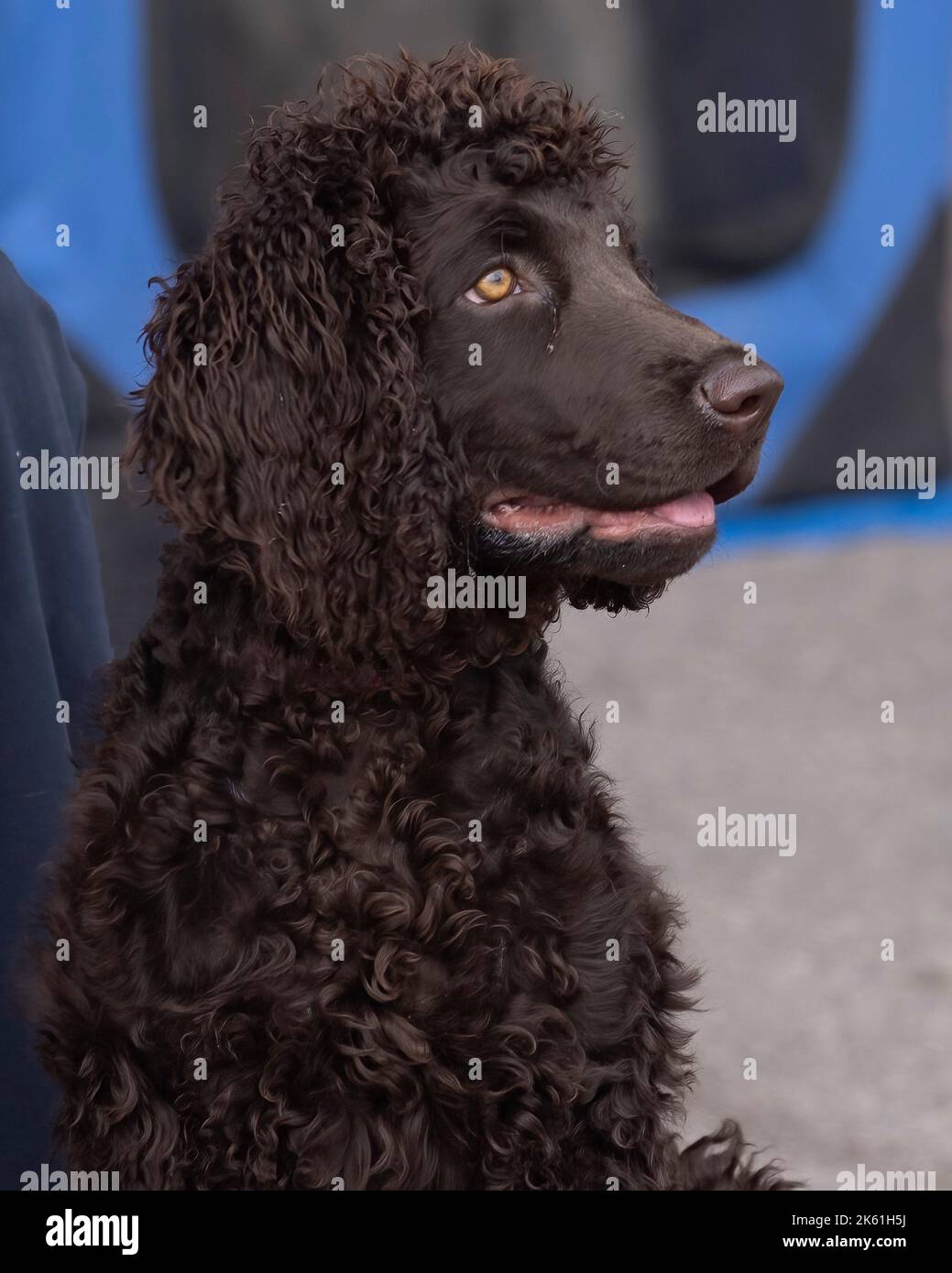 Irish Water Spaniel puppy Banque D'Images