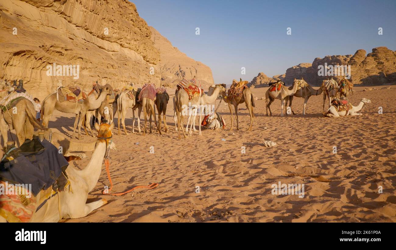 Un groupe de chameaux assis sur la dune de sable au coucher du soleil dans le désert de Wadi Rum, en Jordanie Banque D'Images