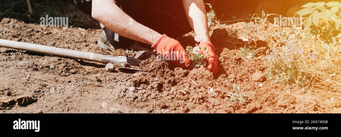 jeune homme mature jardinier et fermier de 40 ans et plus avec des gants de make hands dans le pantalon daisy fleurs sauvages sur la ferme suburbaine dans village de campagne près Banque D'Images