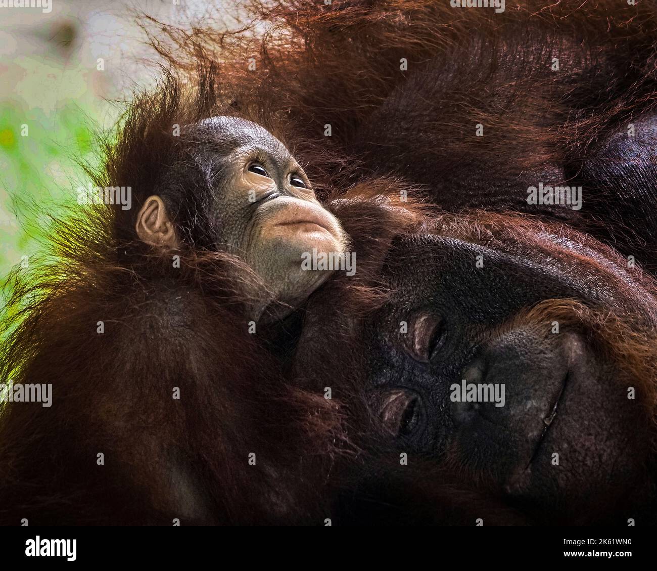 Voici Barney le bébé orangutan. Ragunan Zoo, Jakarta: CES ADORABLES photos montrent un bébé orangutan accrochant à sa mère pour créer le plus mignon paquet o Banque D'Images