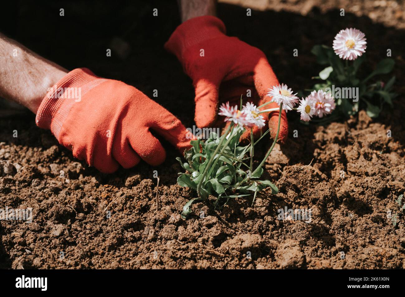 les mains de mâles portant des gants rouges de jeune homme mûr jardinier et fermier plante des fleurs sauvages sur sa ferme suburbaine dans un village rural près de la maison Banque D'Images