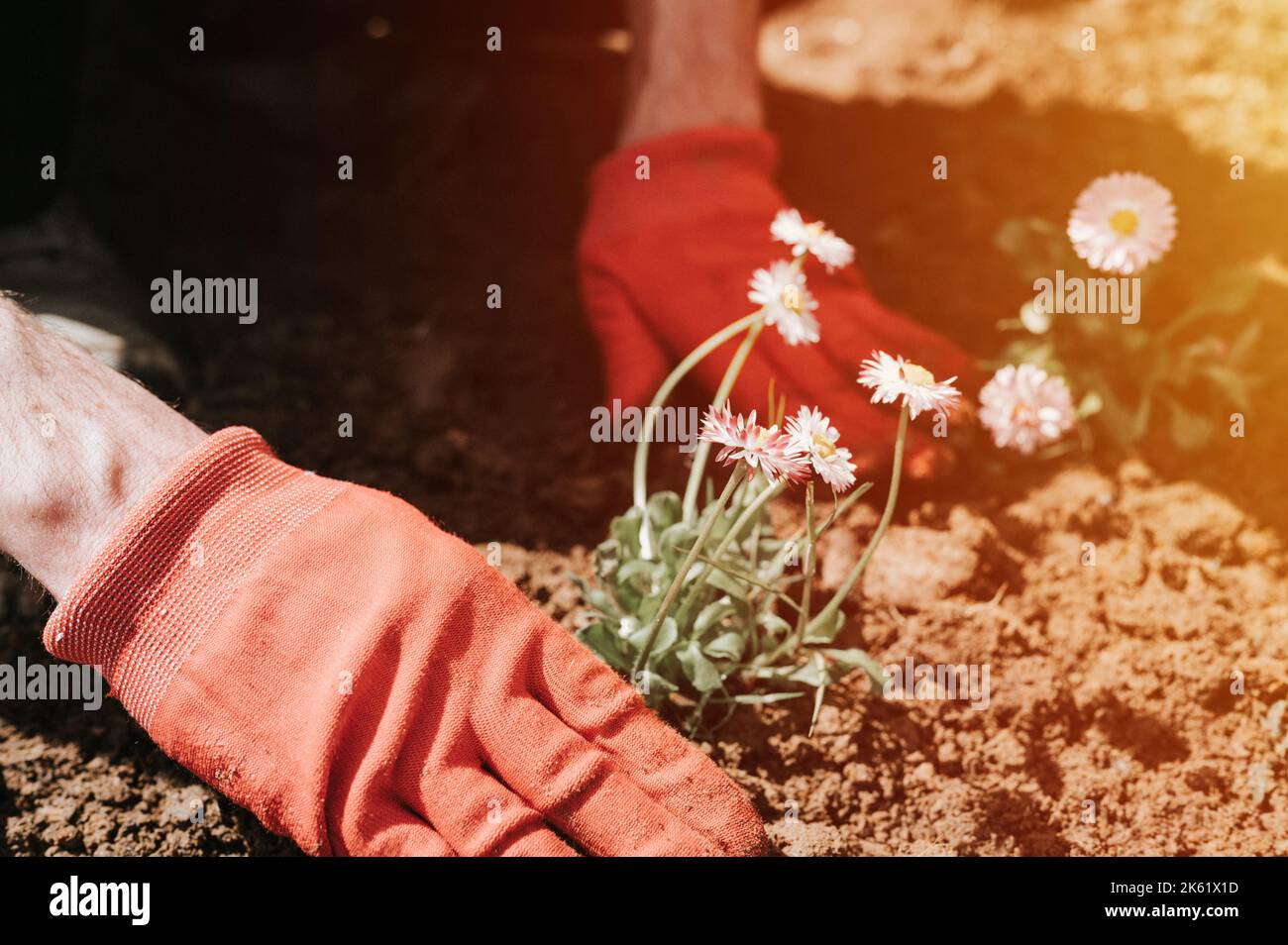 les mains de mâles portant des gants rouges de jeune homme mûr jardinier et fermier plante des fleurs sauvages sur sa ferme suburbaine dans un village rural près de la maison Banque D'Images