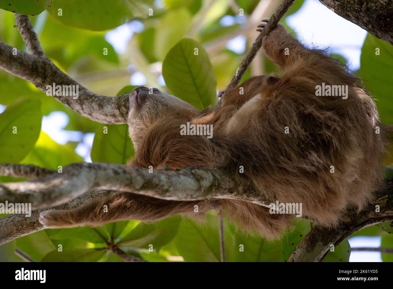 Un petit cloth à trois doigts est suspendu à une branche du parc national de Cahuita, au Costa Rica. Banque D'Images
