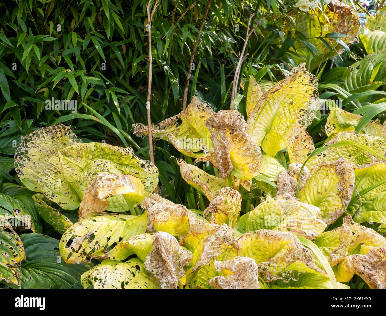 Trous mangés par des limaces et des escargots sur des fleurs Hosta dans Holehbird Gardens, Windermere, Lake District, Royaume-Uni. Banque D'Images