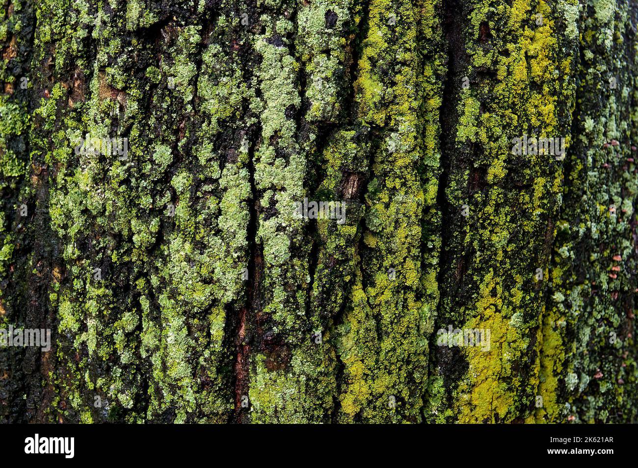 Gros plan de lichen sur un arbre de la ville de New York Banque D'Images
