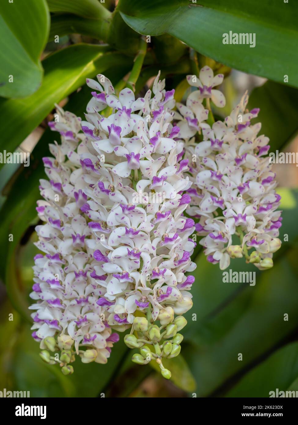 Gros plan sur des grappes blanches et violettes de fleurs d'espèces d'orchidées rigantea épiphytiques florissant à l'extérieur sur fond naturel Banque D'Images
