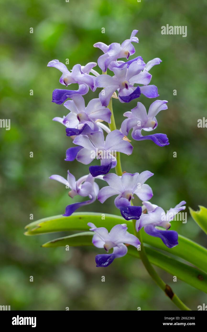 Gros plan de belles fleurs bleu violet de rhynchostylis coelestris épiphytiques orchidées qui fleurissent sur fond naturel Banque D'Images