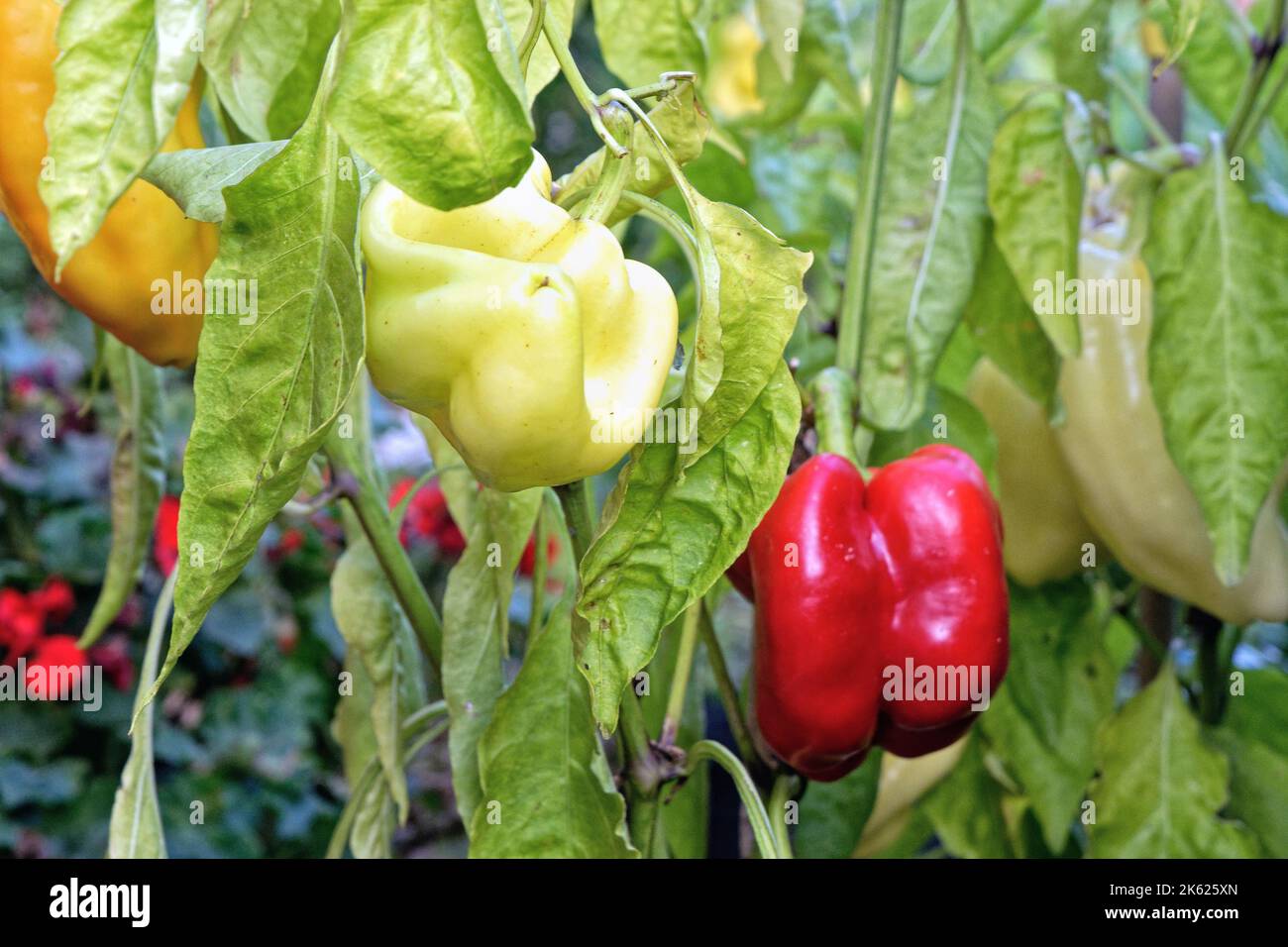 Gros plan de poivrons rouges et jaunes poussant dans un jardin, Royaume-Uni Banque D'Images