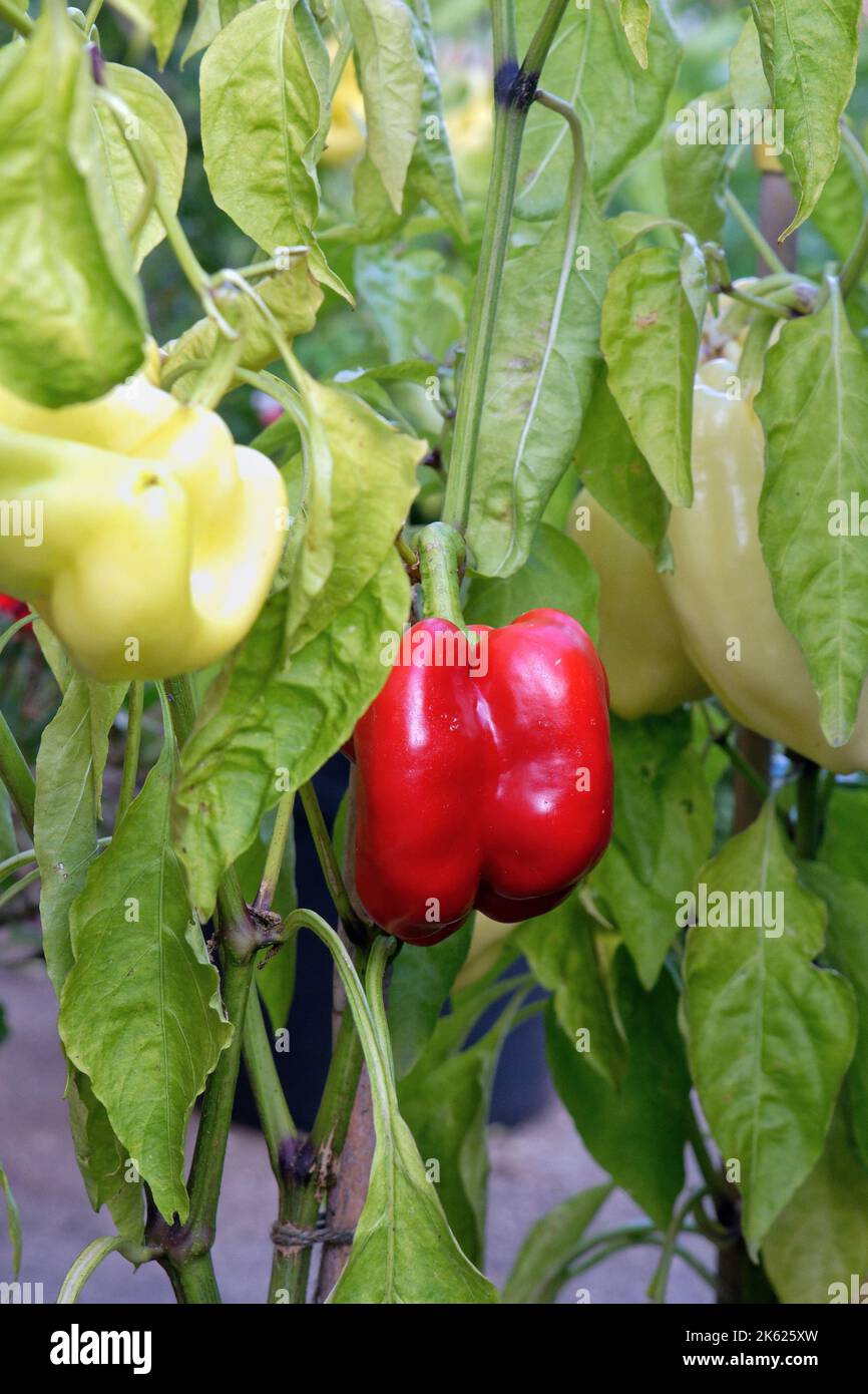 Gros plan de poivrons rouges et jaunes poussant dans un jardin, Royaume-Uni Banque D'Images