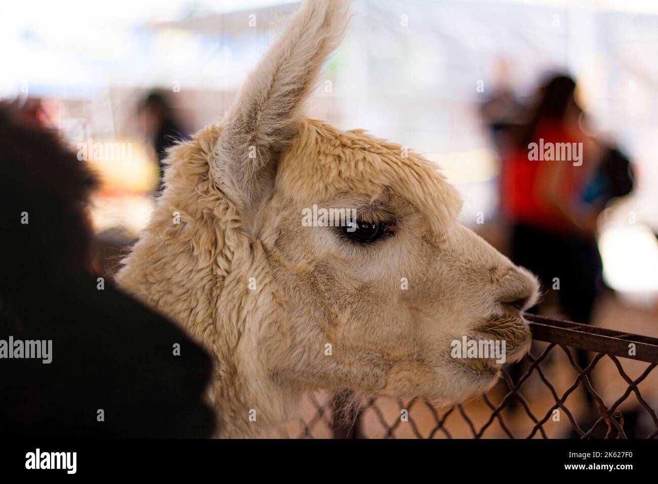 Une lama blanche dans un zoo pour enfants Banque D'Images