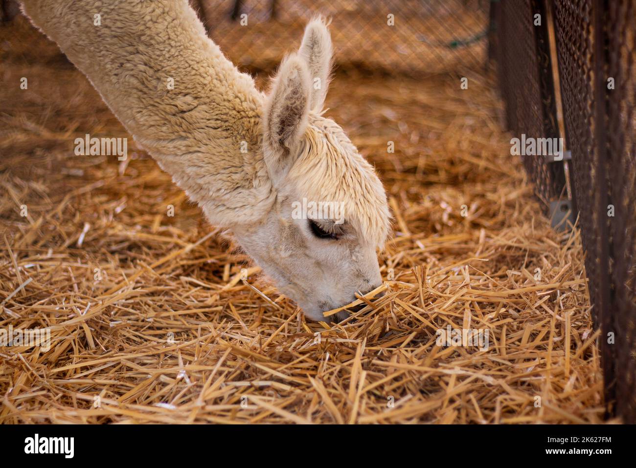 Une lama blanche dans un zoo pour enfants Banque D'Images