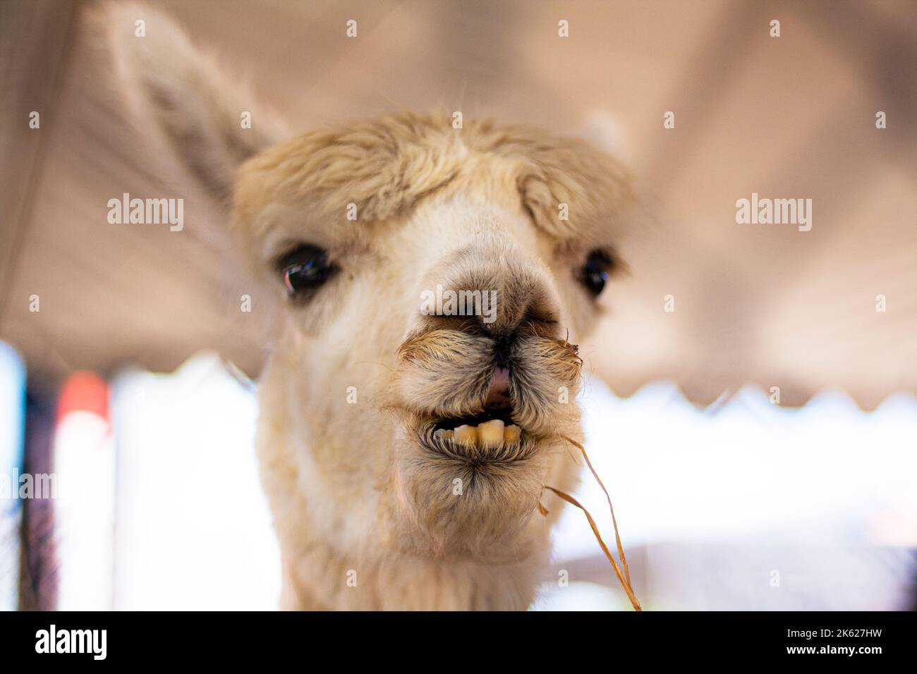 Une lama blanche dans un zoo pour enfants Banque D'Images