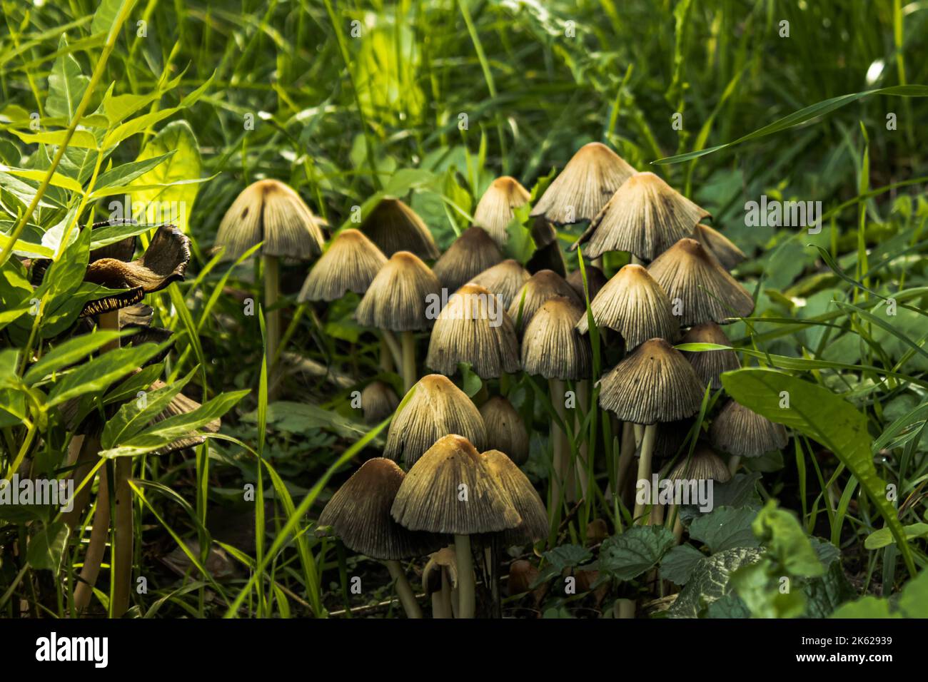 Un groupe de champignons dans la forêt Banque D'Images