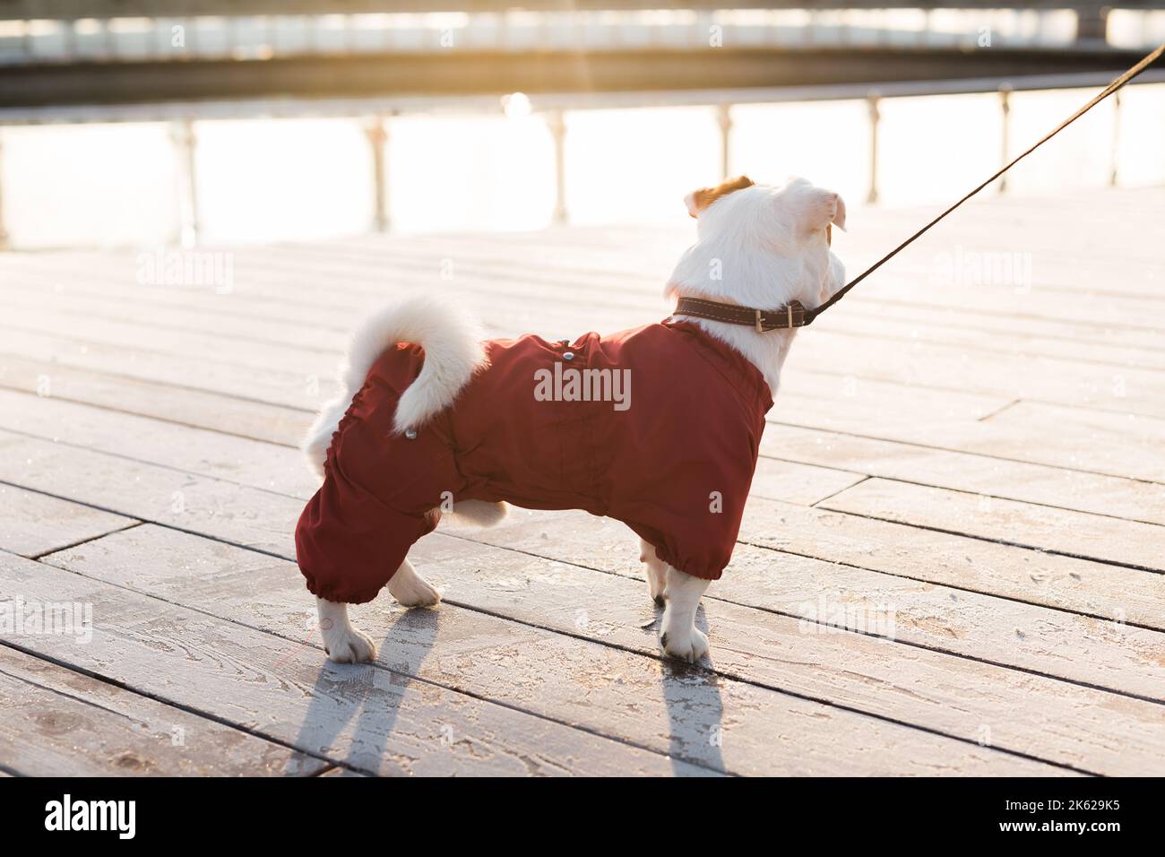 Adorable Jack Russell Terrier en plein air. Portrait d'un petit chien. Banque D'Images