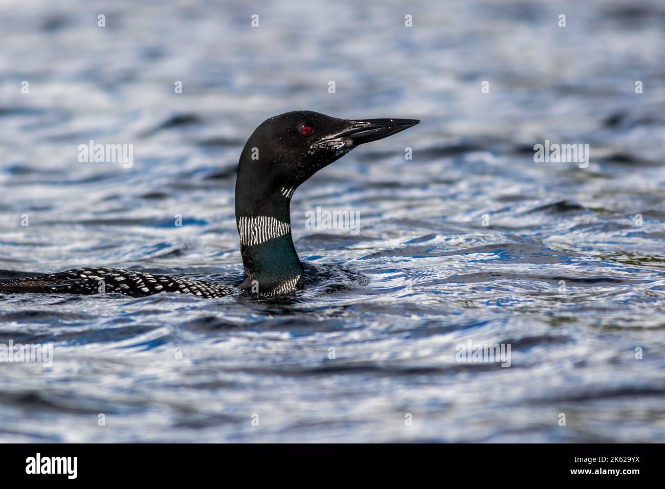 Common Loon, Gavia immer, en gros plan dans le magnifique lac Crystal Clear MillinRocket, Maine, au début de l'automne Banque D'Images
