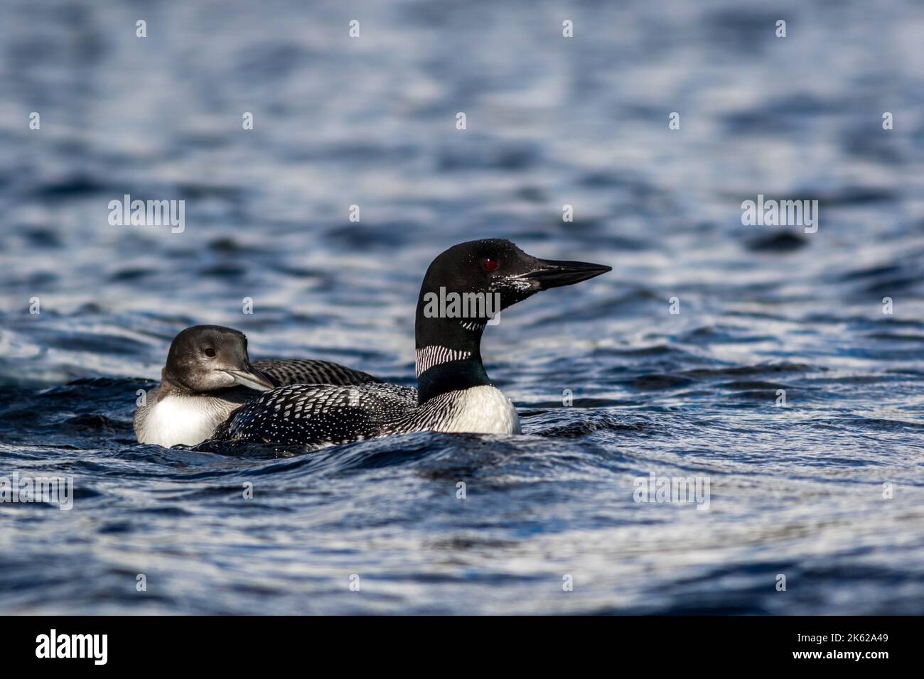 Common Loon, Gavia immer, avec huard juvénile dans le magnifique lac Crystal Clear MillinRocket, Maine, au début de l'automne Banque D'Images