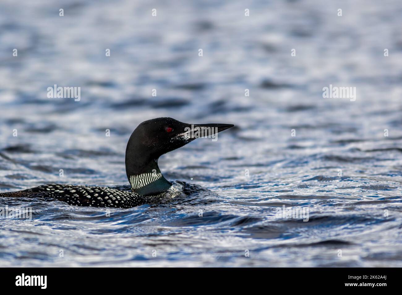Common Loon, Gavia immer, en gros plan dans le magnifique lac Crystal Clear MillinRocket, Maine, au début de l'automne Banque D'Images