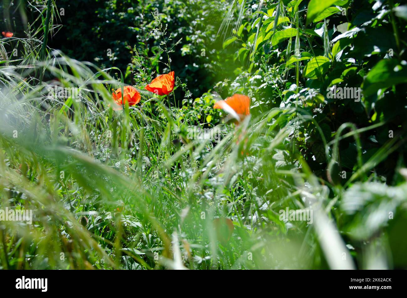 Champ de pavot rouge parmi les prairies d'herbe en été Banque D'Images