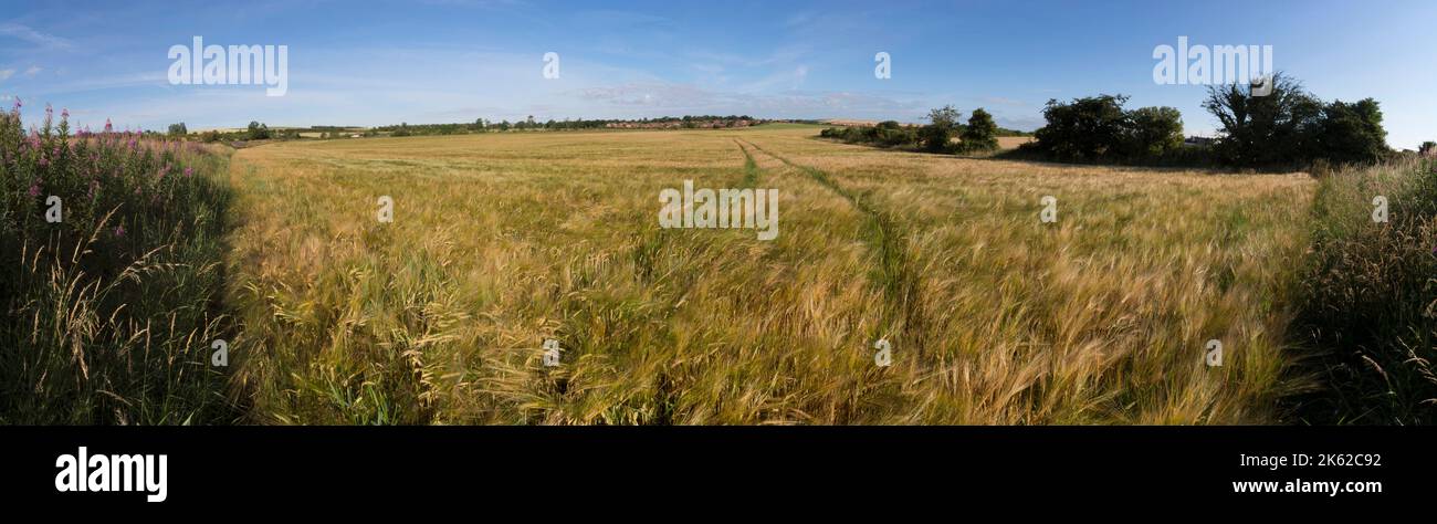 Vue panoramique d'un champ d'orge, encore mûrissant. Banque D'Images