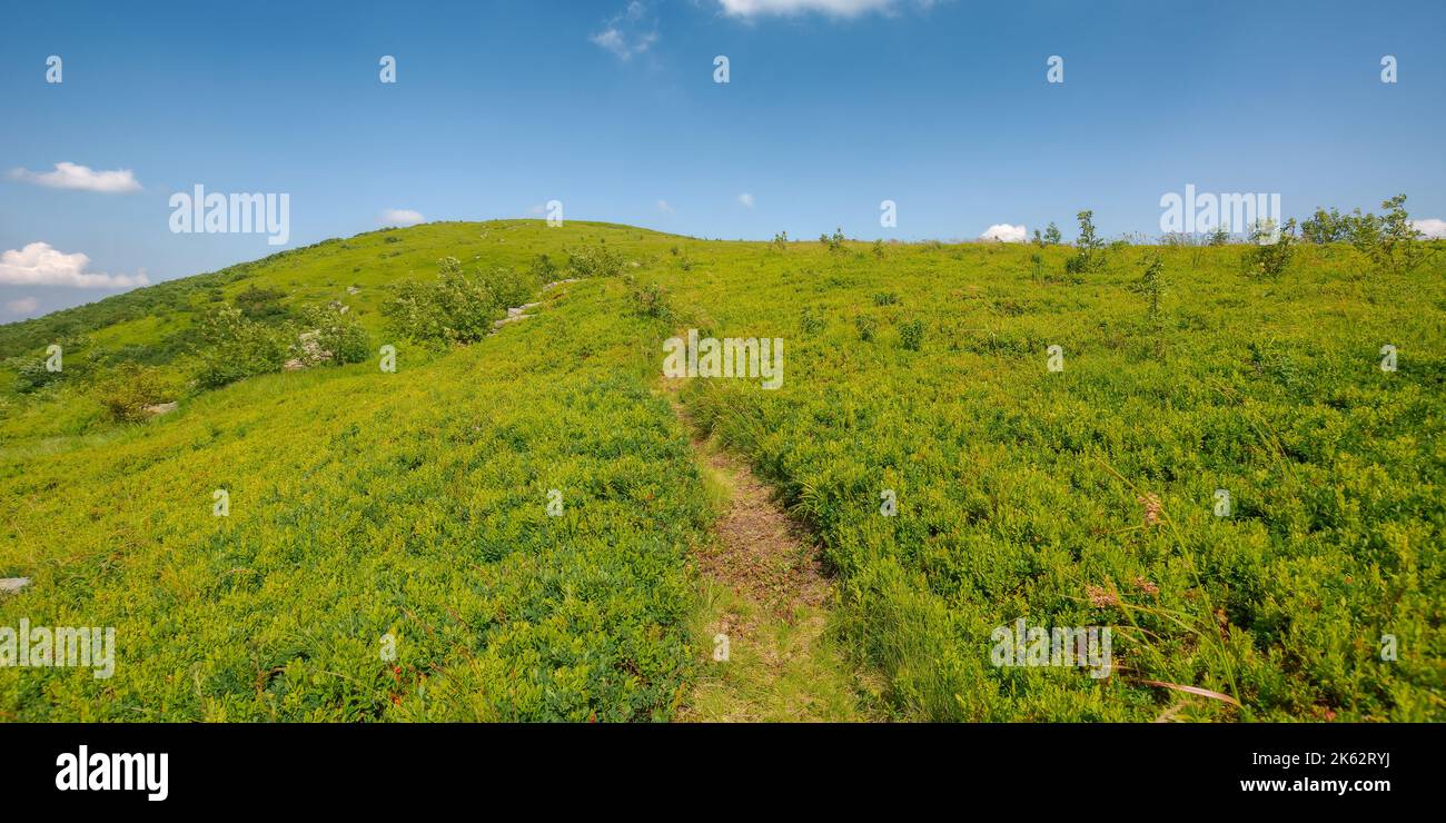 chemin étroit vers le haut de la colline herbeuse. vacances d'été dans les montagnes carpathes. temps ensoleillé l'après-midi avec prairie verte sous un ciel bleu avec puffy Banque D'Images