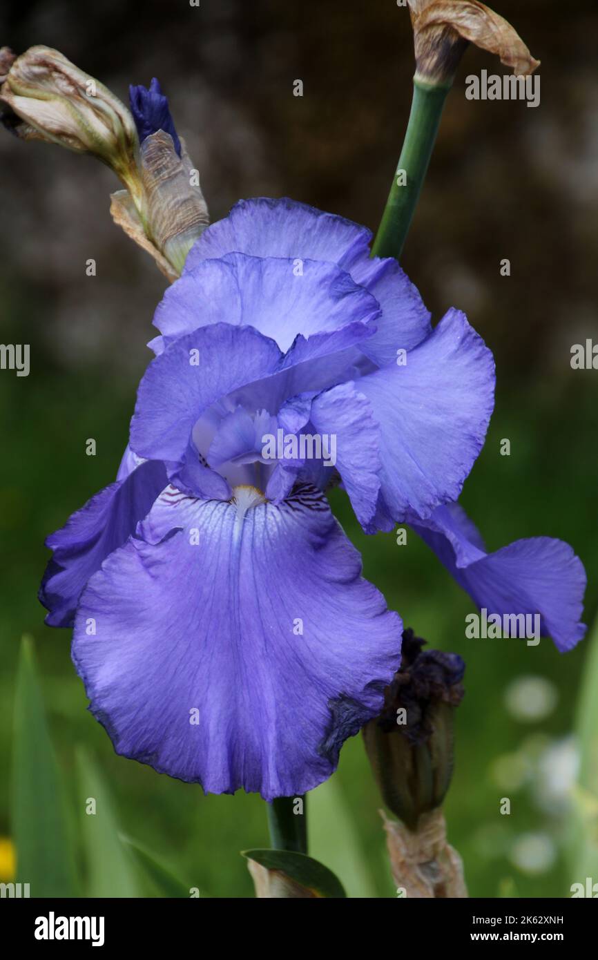 Iris sibérien bleu - Iris sibirica en gros plan Banque D'Images
