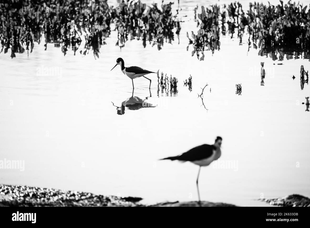 Photo en noir et blanc de deux pilotis à ailes noires à la réserve riveraine de Water Ranch, Gilbert, Arizona. Banque D'Images