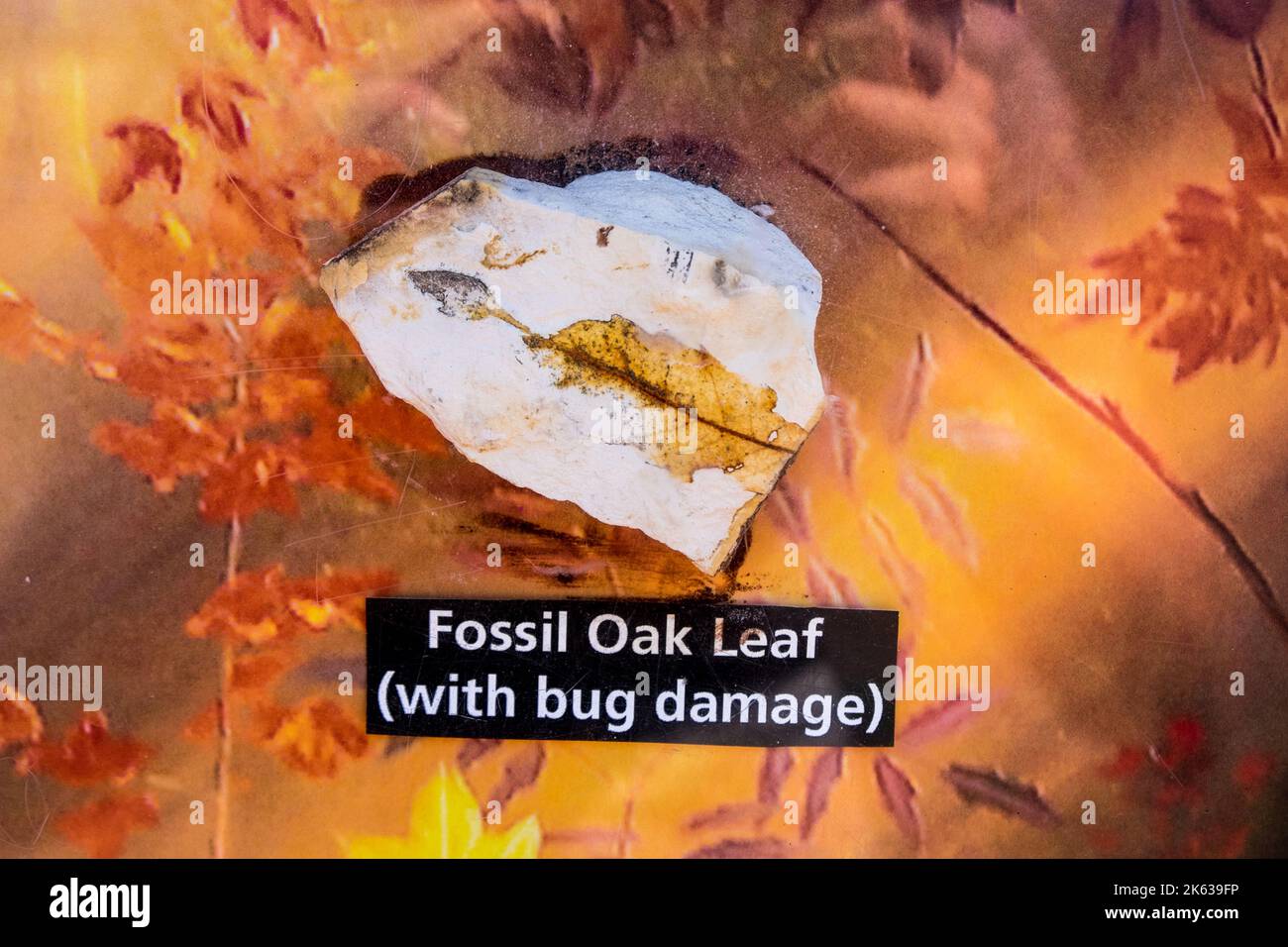 Feuille de chêne fossile, John Day Fossil Beds National Monument, Oregon, États-Unis Banque D'Images