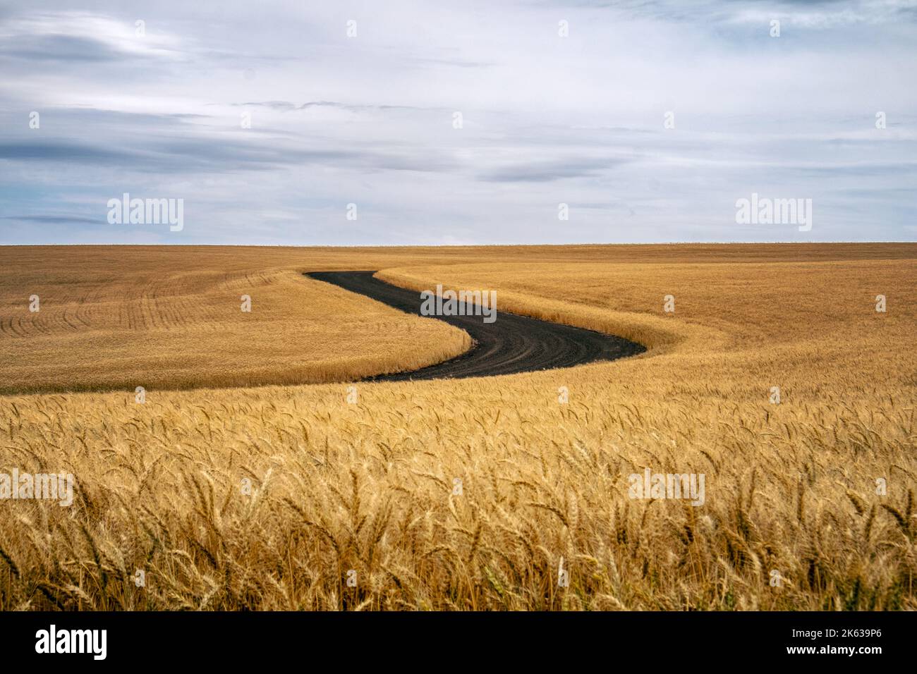 Route sinueuse à travers un champ de blé dans la région de Palouse, dans l'est de l'État de Washington, États-Unis Banque D'Images