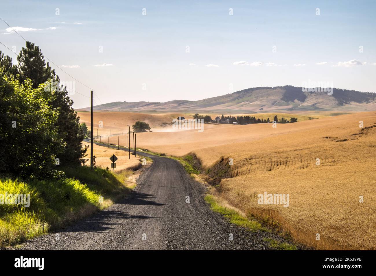 Wheatfield et route de campagne au moment de la récolte, région de Palouse, État de l'est de Washington, États-Unis Banque D'Images