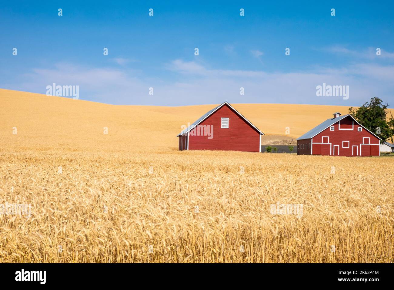 Grange rouge et champ de blé au moment de la récolte, région de Palouse dans l'est de l'État de Washington, États-Unis Banque D'Images