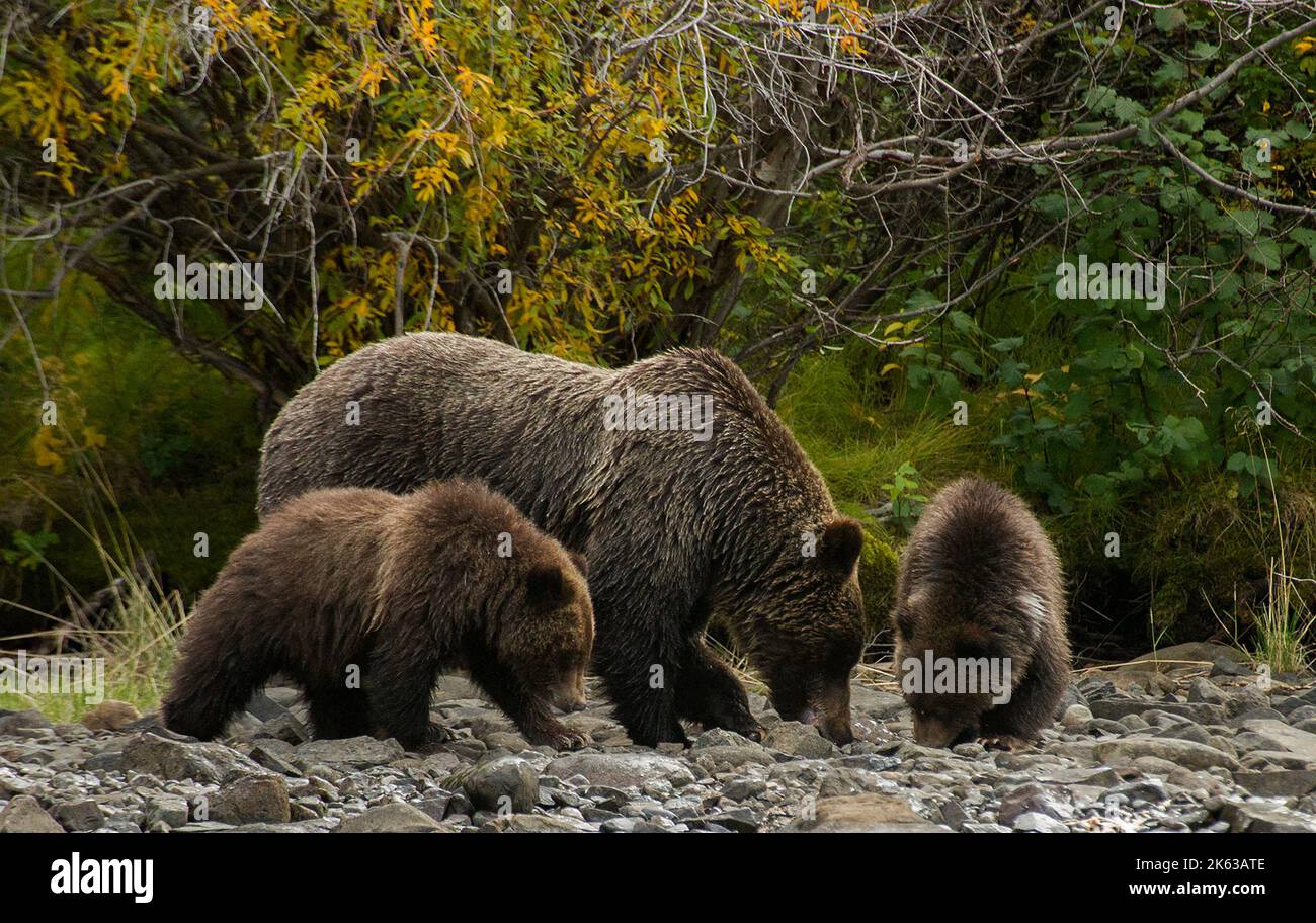 Grizzlis le long de la rivière Chilko Banque D'Images