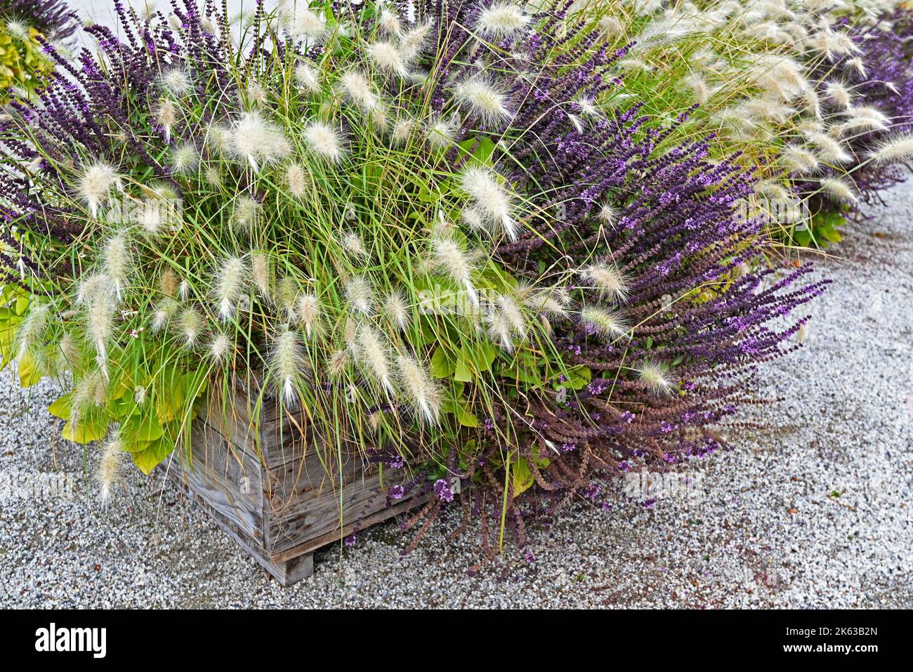 De belles herbes de Pennisetum dans un jardin d'automne. Banque D'Images