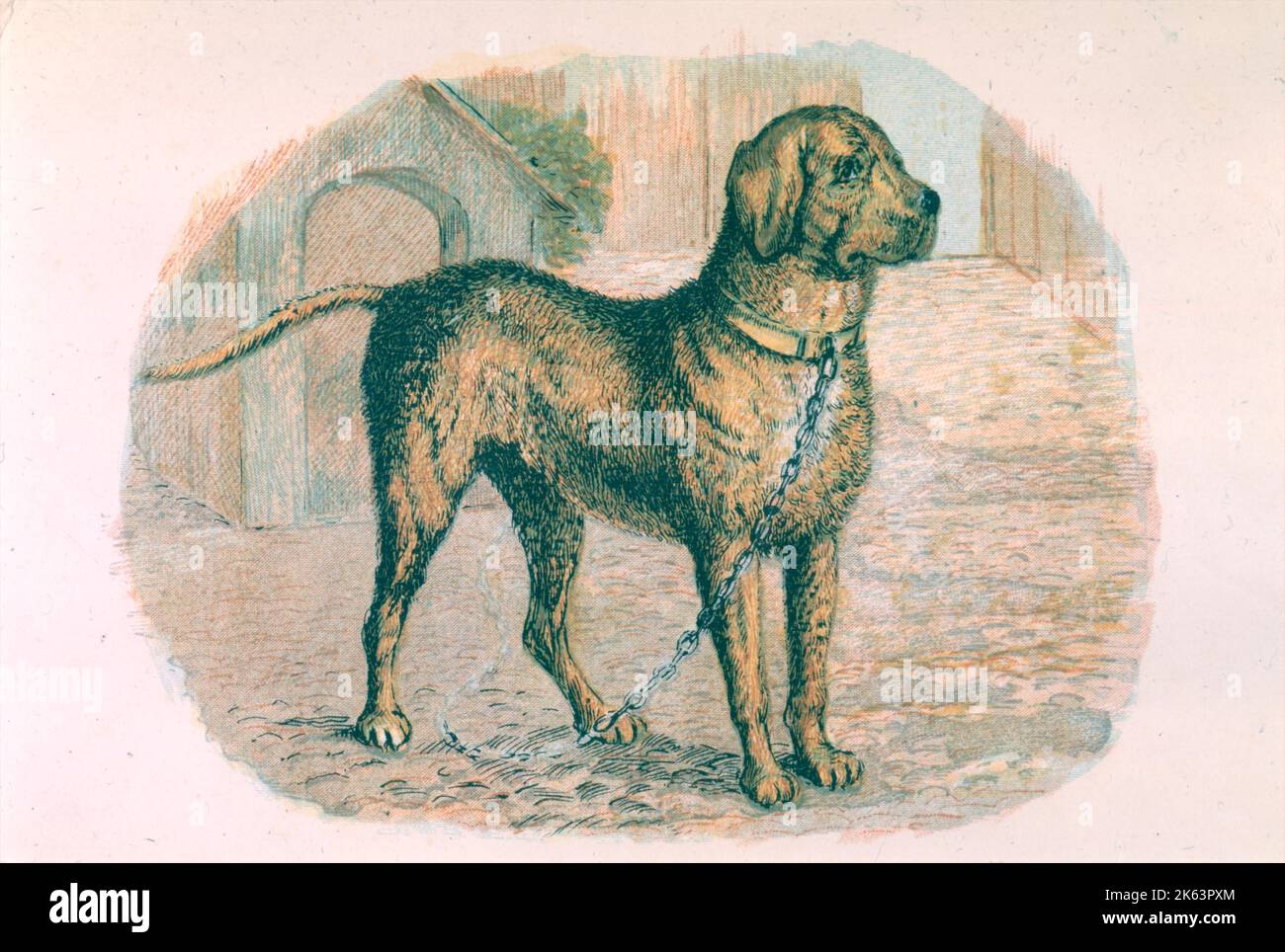Un mastiff sur une chaîne Date: Vers 1870 Banque D'Images