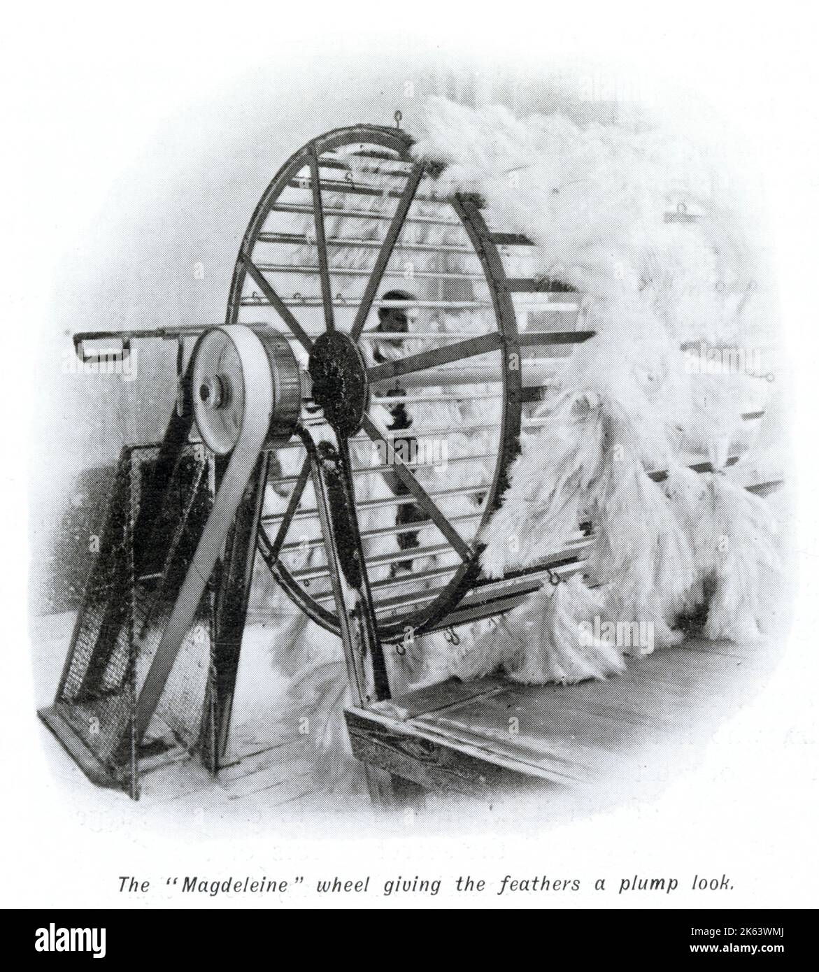 Après que les plumes d'autruche aient terminé leur voyage depuis le Cap, en Afrique du Sud, des balles de plumes cruellement arrachées arrivent par bateau à Londres, le marché aux plumes du monde. Toujours avec la chair déchirée et les pointes saignantes, les plumes ont été lavées puis séchées par une roue de la madeleine pour leur donner un aspect dodu, montré sur la photo. Avant vendu aux enchères à des acheteurs de Paris, Vienne et Amérique. Banque D'Images