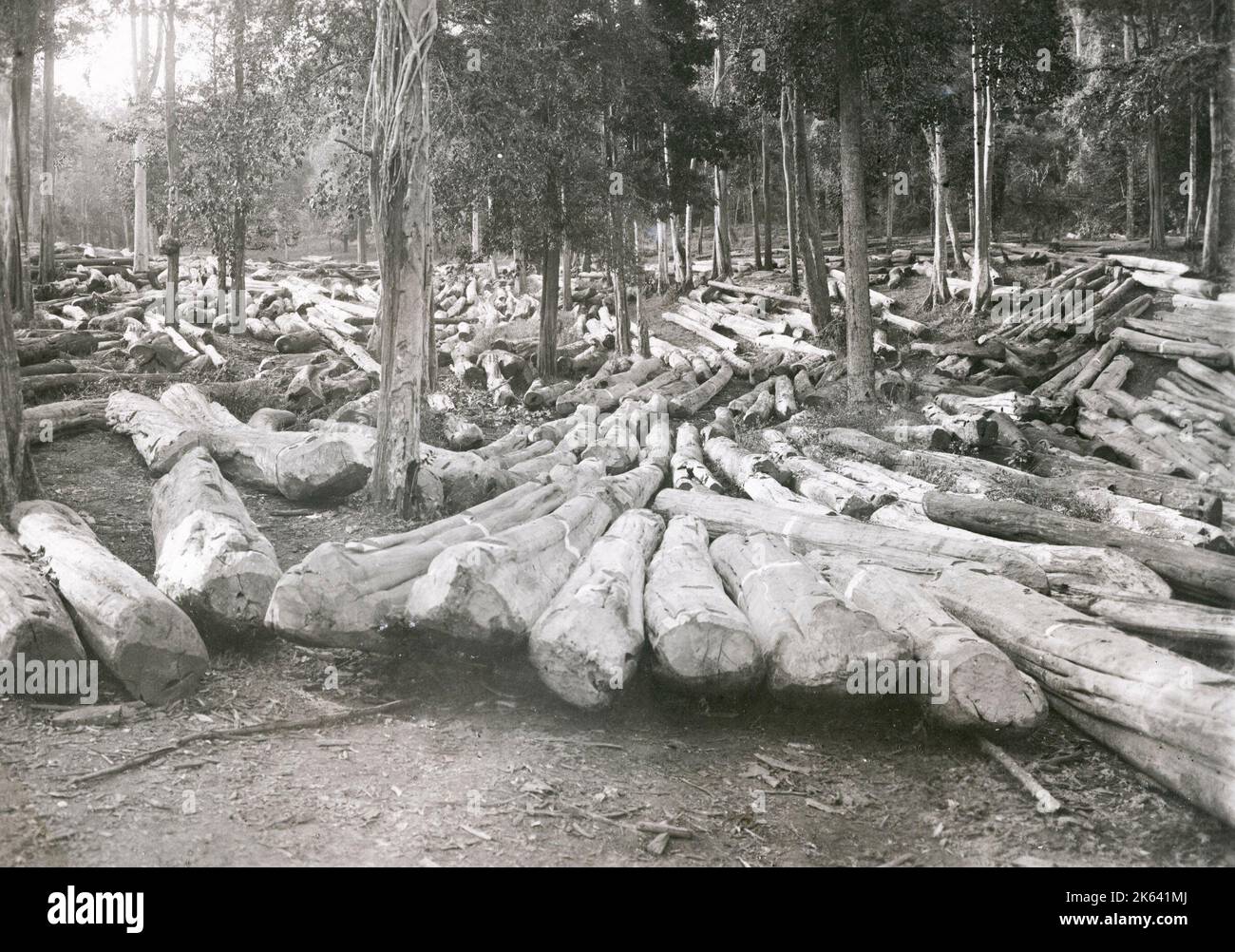 Exploitation forestière du bois en Birmanie c. début du 20th siècle. Banque D'Images