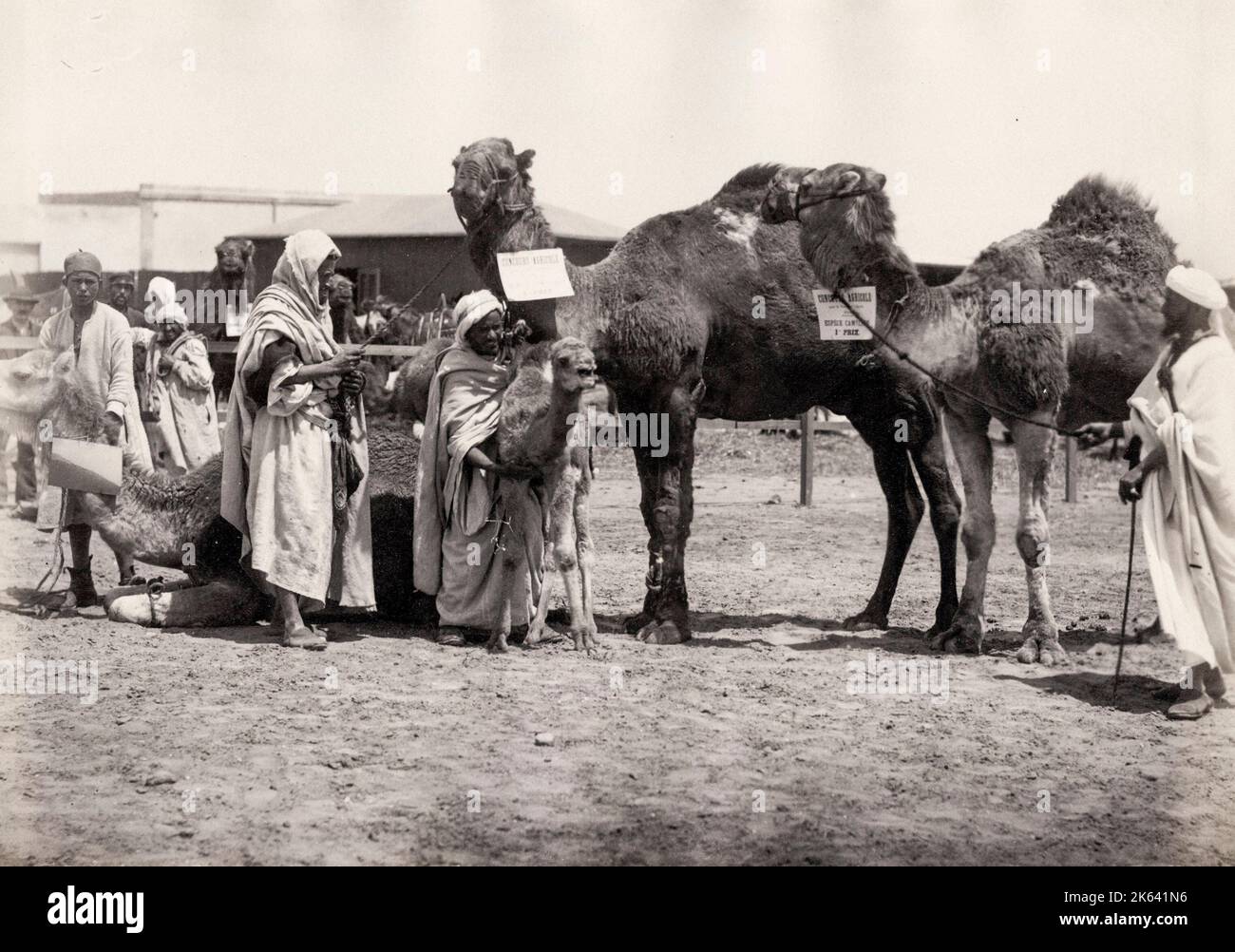 Egypte, hommes avec des chameaux adultes et de bébé. Photographie vintage du 19th siècle. Banque D'Images