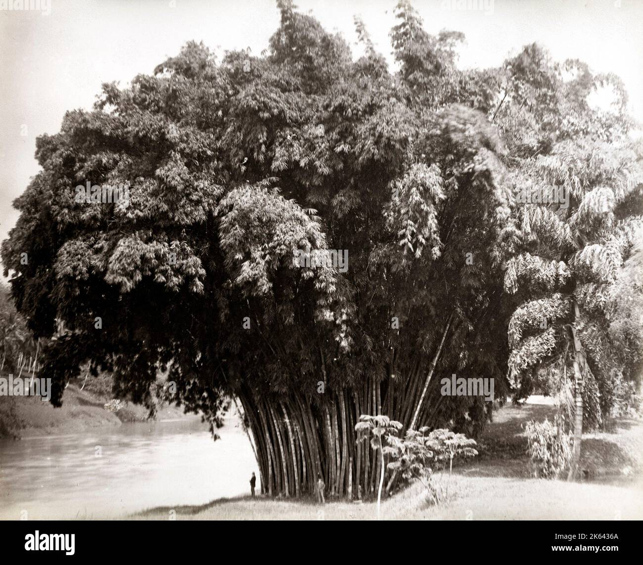 Photographie vintage du 19th siècle : bambou géant, Ceylan, Sri Lanka Banque D'Images