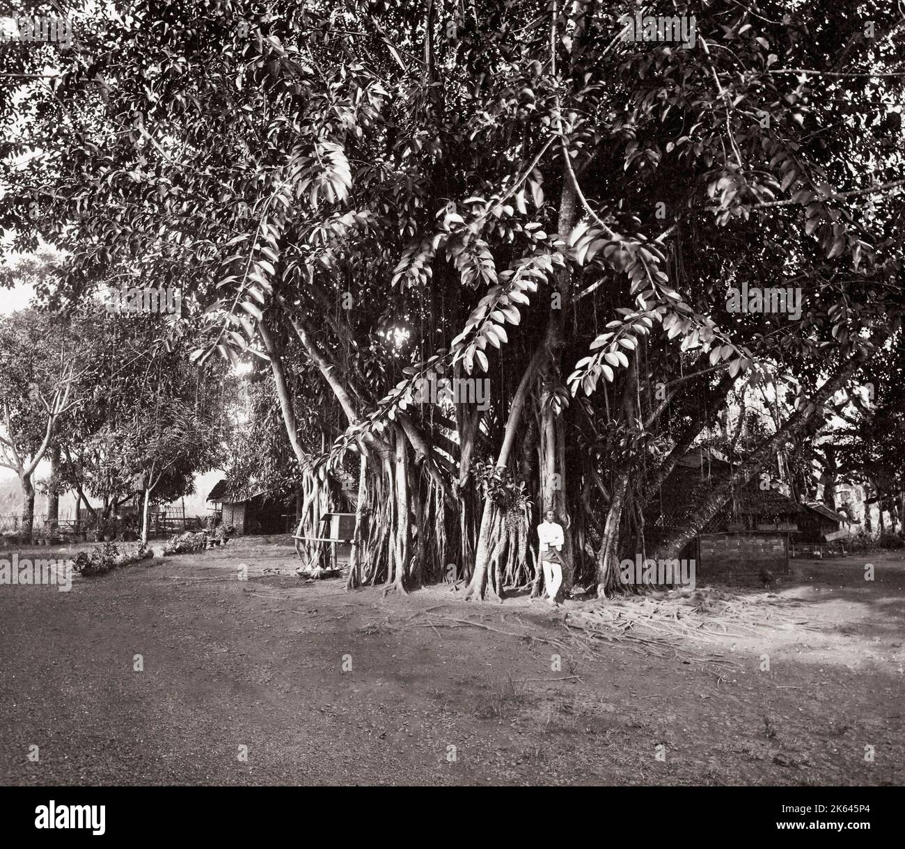 En Asie du sud-est - (péninsule malaise ?) - India rubber tree Banque D'Images