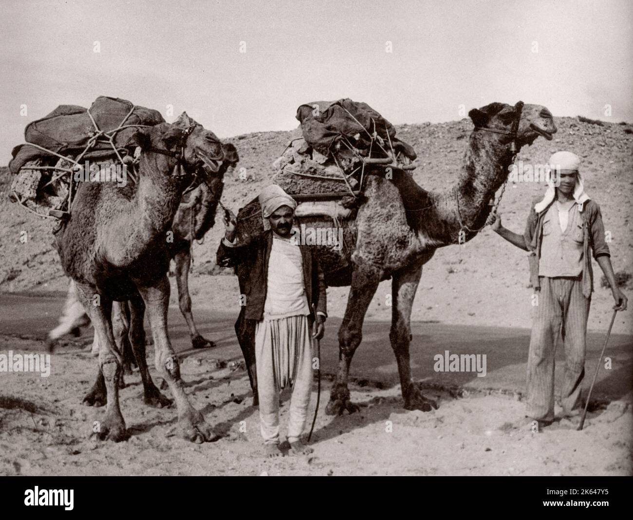 1943 - chameaux en Syrie Photographie d'un officier de recrutement de l'armée britannique en poste en Afrique de l'est et au Moyen-Orient pendant la Seconde Guerre mondiale Banque D'Images