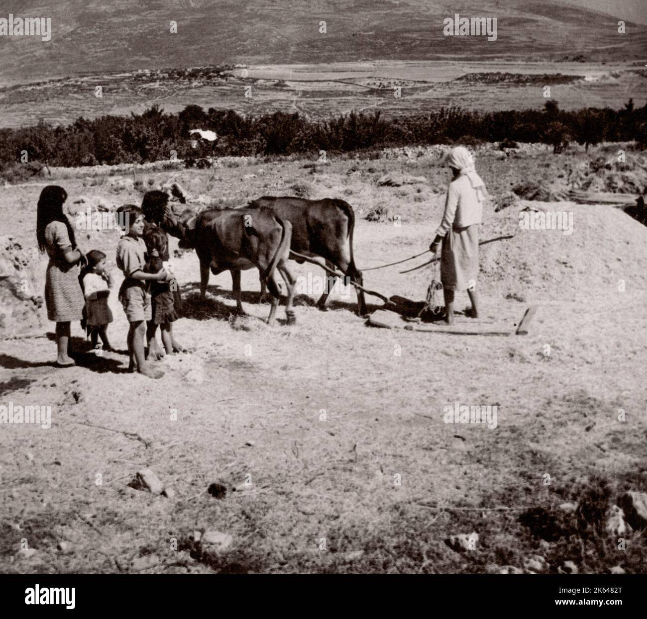1843 - Syrie - le battage du grain avec des ânes Photographie d'un officier de recrutement de l'armée britannique stationnés en Afrique de l'est et au Moyen-Orient pendant la Seconde Guerre mondiale Banque D'Images