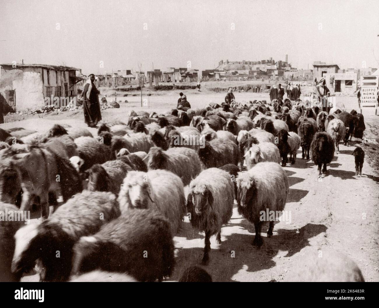 1943 Moyen-Orient Syrie - scène à Alep - moutons sur le marché Photographie d'un officier de recrutement de l'armée britannique stationné en Afrique de l'est et au Moyen-Orient pendant la Seconde Guerre mondiale Banque D'Images