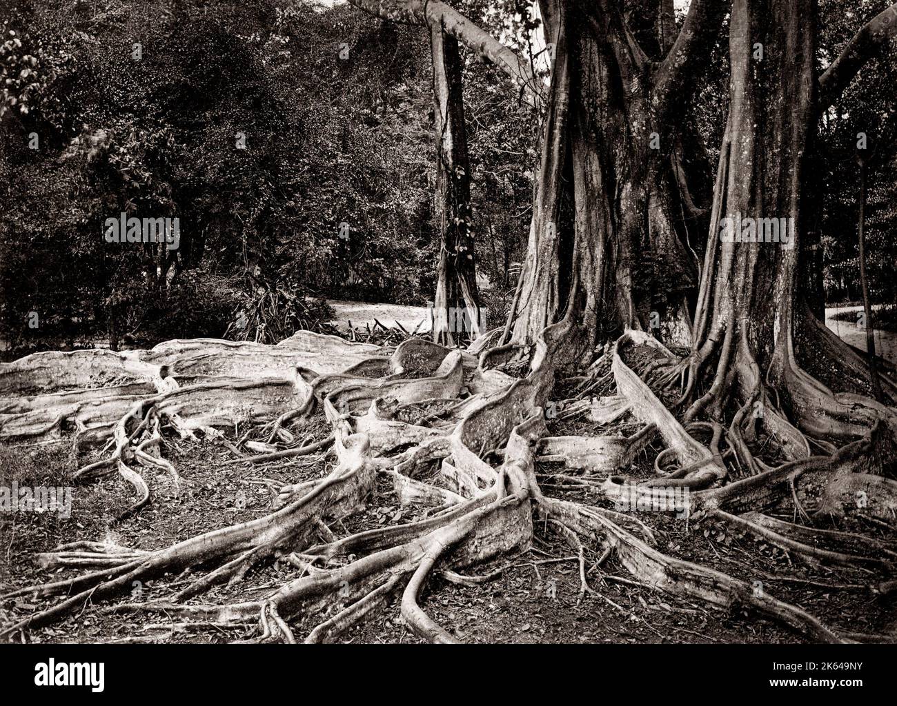 Figus Elastica, india rubber tree, Ceylan, c.1880 . Banque D'Images