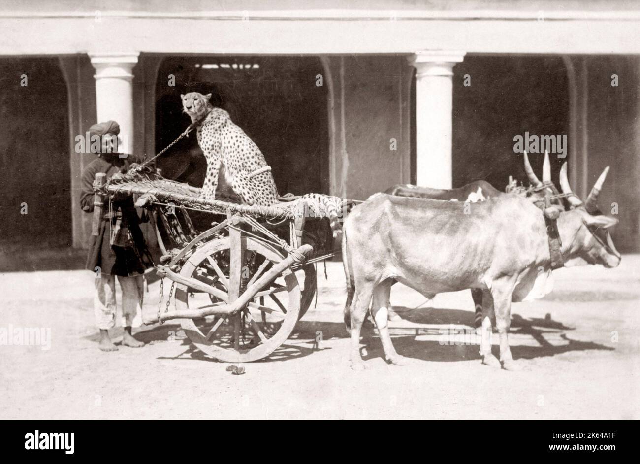 Apprivoiser le guépard sur charrette avec handler, l'Inde, c.1860's Banque D'Images